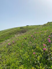 Obraz premium pink flowers in the mountains