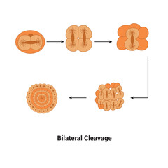 Bilateral Cleavage biology element Class Chordata