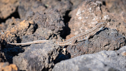 Blue-headed lizard, native to the island of La Palma, Canary Islands, Spain.
