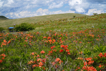 霧ヶ峰高原に咲くレンゲツツジ