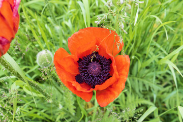 red poppy flower