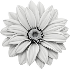 Delicate white dahlia blooms enchant with pristine petals. 