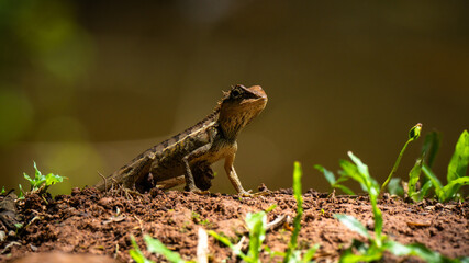 Little Dragon - Kleiner Drachen