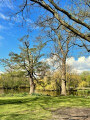 Spring Canopy in Vondelpark: Lush green trees frame a clear blue sky in Vondelpark, Amsterdam, creating a peaceful springtime escape.