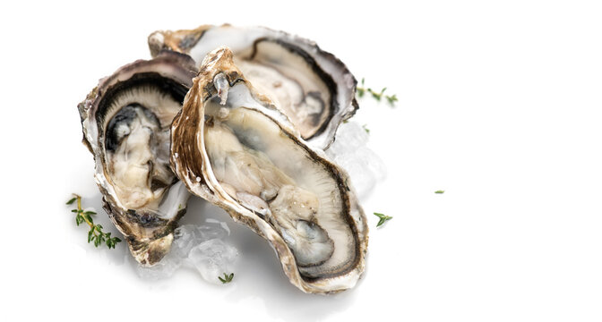 Oysters on ice close-up. Open French oysters isolated on white background. Healthy sea food. Fresh Oyster dinner in restaurant. Seafood, Gourmet food. Macro shot