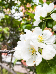 apple tree blossom