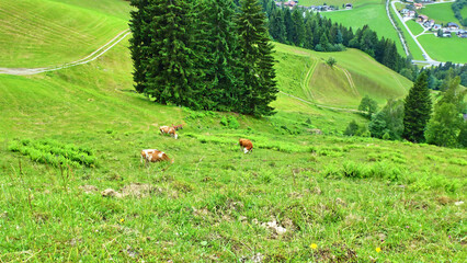 Kühe auf der Alm