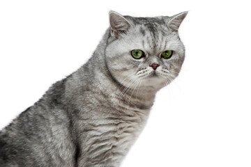 Fototapeta premium Portrait of a gray cat in profile close-up isolated on white background.