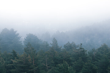 Niebla densa sobre un bosque frío y oscuro