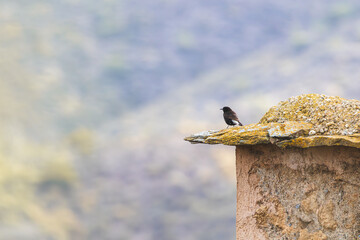 Ave solitaria posada en un tejado rural, Collalba negra (Oenanthe leucura)