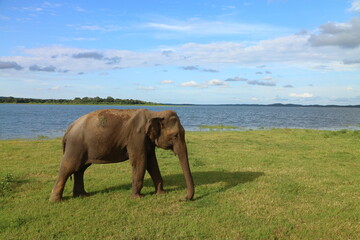 An alone wild male elephant in Kaudulla National Park in Sri Lanka. Adult elephant in his natural habitat in wild nature