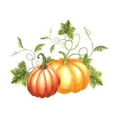 Pumpkins with leaves and tendrils. Harvest Autumn composition. Hand drawn watercolor illustration isolated. Thanksgiving traditional vegetables. Template for invitation, card, Halloween, embroidery.