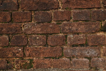 Obraz premium Ancient brick wall overgrown with moss. Old brick masonry texture