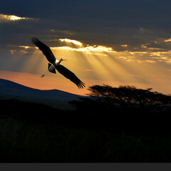 Fototapeta premium Flight of a Painted Stork at deep sunset, Bhindawas bird Sanctuary, Bhindawas, Haryana, India