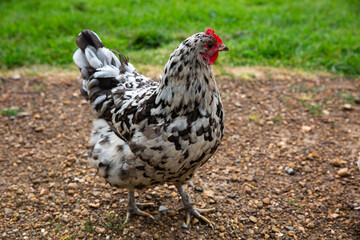 Black and white speckled chicken on gravel ground.