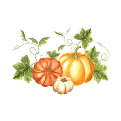 Pumpkins with leaves and tendrils. Harvest Autumn composition. Hand drawn watercolor illustration isolated. Thanksgiving traditional vegetables. Template for invitation, card, Halloween, embroidery.