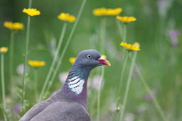   Porträtaufnahme von einer Taube mit gelben Blumen im Hintergrund
