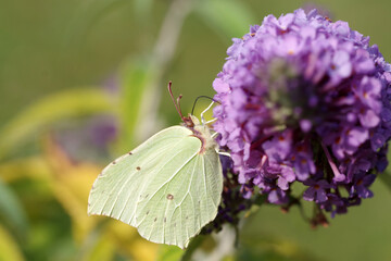  Der Zitronenfalter sitzt auf der Blüte vom Sommerflieder