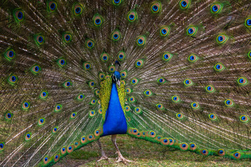 Peacock with feathers displayed in full frame shot.