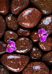 Spa stones and purple flowers, orchid