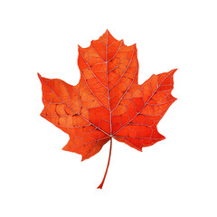 Obraz premium Burnt orange and red autumn leaf with intricate veins symbolizing fall foliage watercolor illustration isolated on a transparent background 