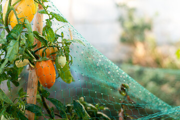 Tomates Madurando en Invernadero Protegidos por Malla