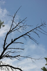 tree branches against blue sky