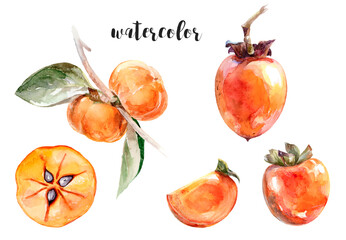 Watercolor Illustration of Persimmons - Fresh and Juicy Captured in Artistic Style