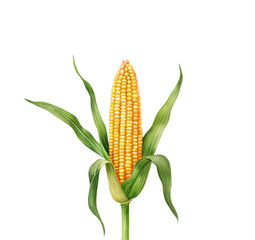 Golden corn sheaf with rich earthy tones representing autumn harvest watercolor illustration isolated on a transparent background 