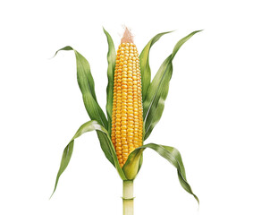 Golden corn sheaf with rich earthy tones representing autumn harvest watercolor illustration isolated on a transparent background 