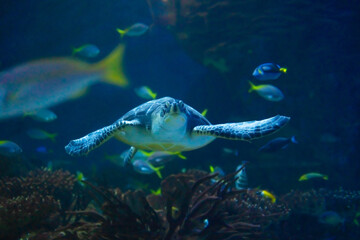 Green turtle with yellowtail fusiliers in aquarium © TatiG
