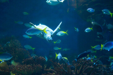 Green turtle with yellowtail fusiliers in aquarium