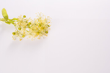 Linden blossom flowers on white background. Close up. Copy space