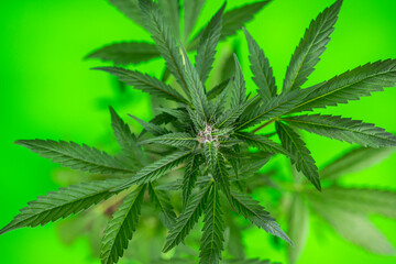 Weed medicine leaf, Grow indica flowering, Cannabis plant, Marijuana