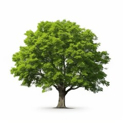 Green Tree Isolated on White Background