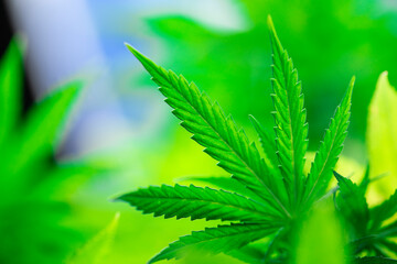 Marijuana plant, medical marijuana concept