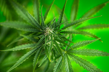 Weed medicine leaf, Grow indica flowering, Cannabis plant, Marijuana