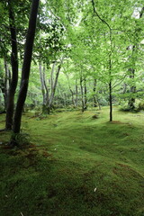 Naklejka premium Fresh green moss garden in Japan