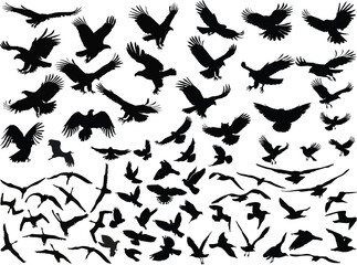 huge set of eagle silhouettes isolated on white