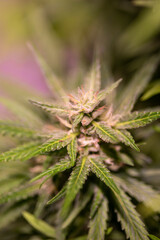 Weed medicine leaf, Grow indica flowering, Cannabis plant, Marijuana