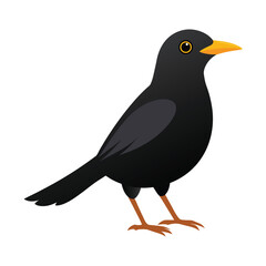 illustration of a blackbird animal on a white