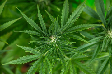 Weed medicine leaf, Grow indica flowering, Cannabis plant, Marijuana