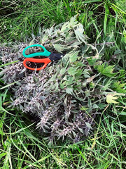 collected medicinal herbs motherwort on the grass in the meadow
