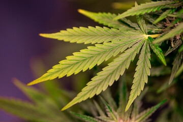 Marijuana plant, medical marijuana concept