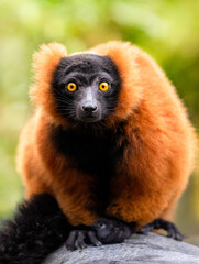 lemur