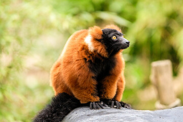 Obraz premium Red lemur