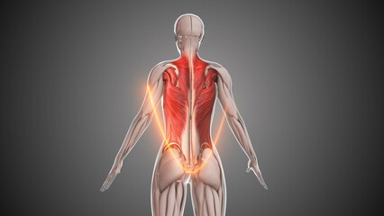 Animation of the female upper body back muscles