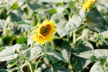 A vibrant sunflower in full bloom stands tall in a lush green field, capturing the essence of summer with its bright yellow petals and natural beauty. Perfect for use in agricultural materials.
