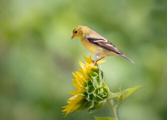 Goldfinch on sunflower