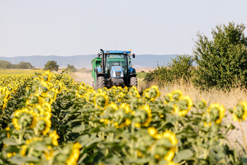 A tractor through a sunflower field under bright sunlight. The image captures the essence of rural life and agricultural practices during the summer season.